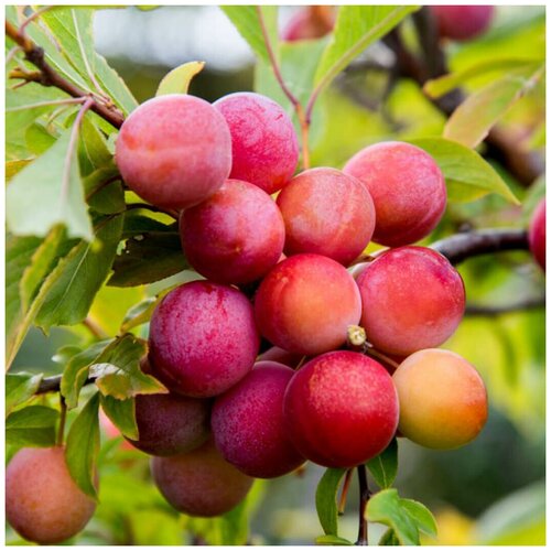 ���� ������ ������ ����� ������� ������������� 5 ��. ������ ������