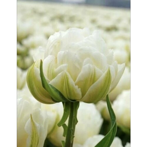 ���� �������, �������� ��� ���� (4��) ������ ������