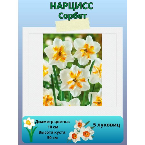 ���� ������� ������, ����������� �����, �������� ��� ������� 5 �� ������ ������