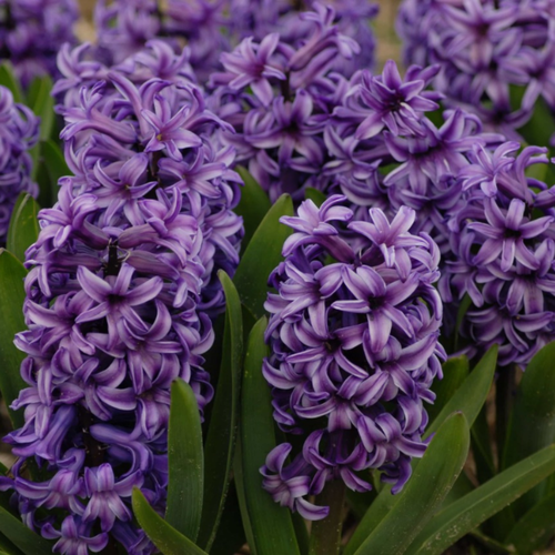 ���� ������� �������� (2 ��) ������ ������