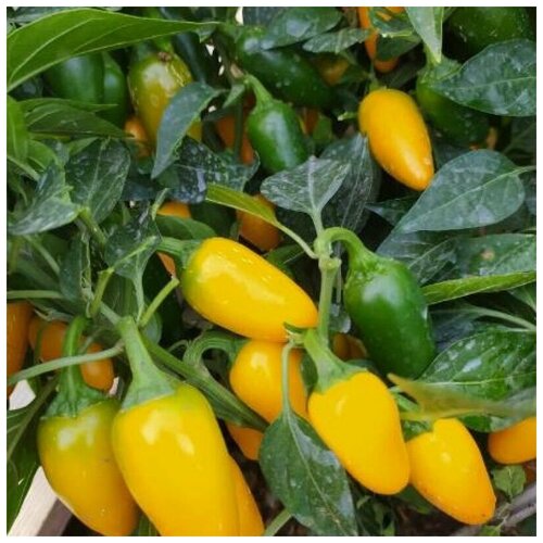      Jalapeno Yellow Jambo 5 .   -     , -, 