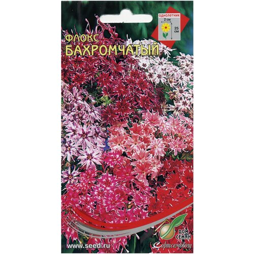 ���� ����� �����������, 55 ����� ������ ������