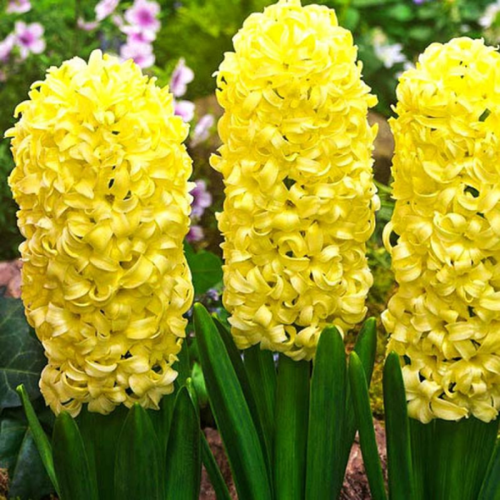 ���� ������� ������ (2 ��.) ������ ������