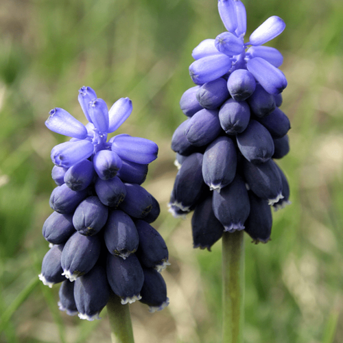 ���� ������� NEGLECTUM (10 �������) ������ ������