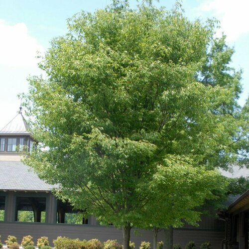     () / Zelkova serrata, 10    -     , -, 