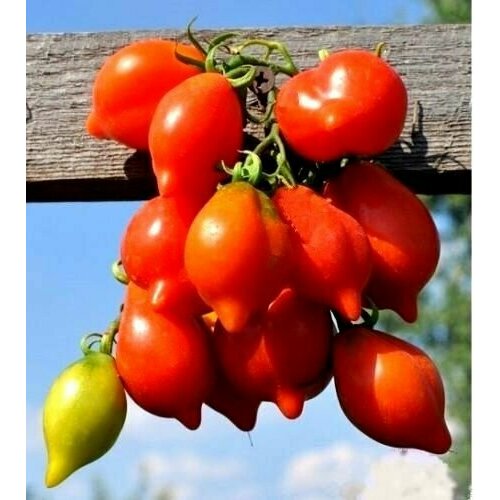 ���� ������ ����� ���� ������� (Piennolo Del Vesuvio) / Seeds And Goods / � �������� zip-lock ��� ���������� 15 ����� ������ ������