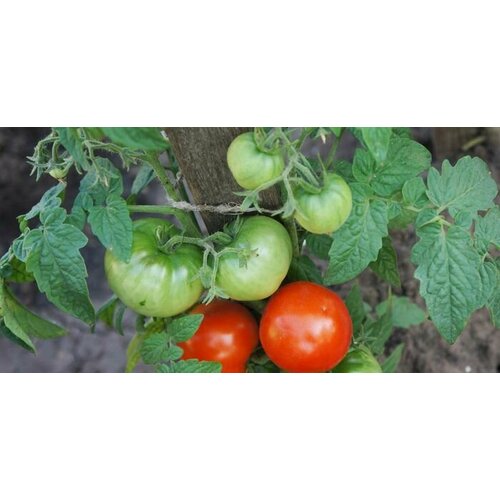 ���� ������ ����� �������� ������ ������