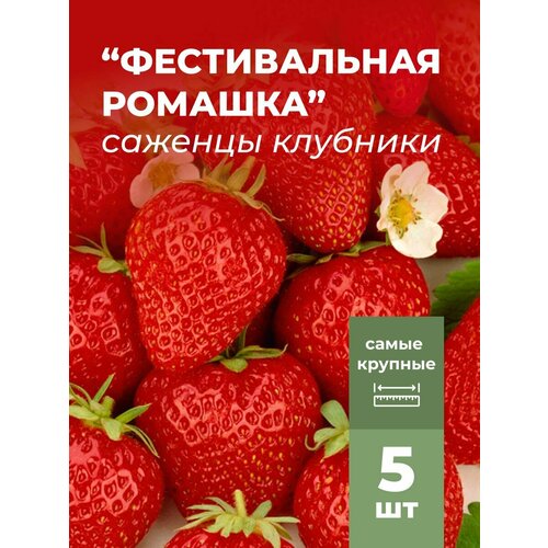 ���� �������� ����� ������������� ������������ ������� �������/��������� �������� 5 �� ������ ������