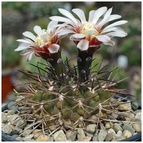      Gymnocalycium piltziorum P-38 10 .   -     , -, 