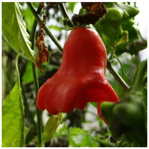 ���� ������ ������ ����� ������ ����������� ������� 5 ��. ������ ������