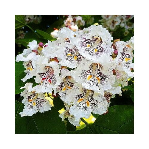    -   ( . Catalpa Speciosa) -  25   -     , -, 