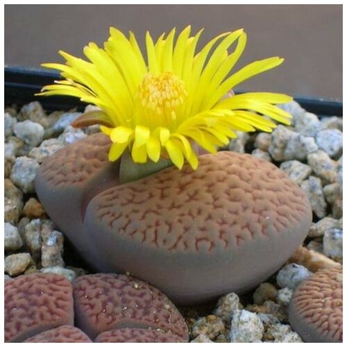      Lithops hookeri v. marginata C 154  10 .   -     , -, 