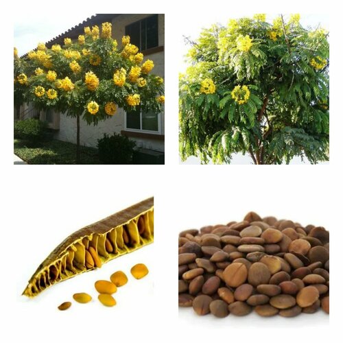  Barbatim?o Cassia leptophylla ()  5    -     , -, 