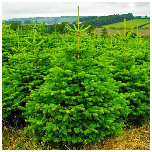 ���� ������ ��������� ����� �������� �������, 30 �� ������ ������