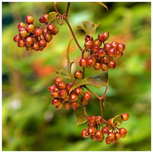   -  -  -  (. Smilax Aspera)  20   -     , -, 