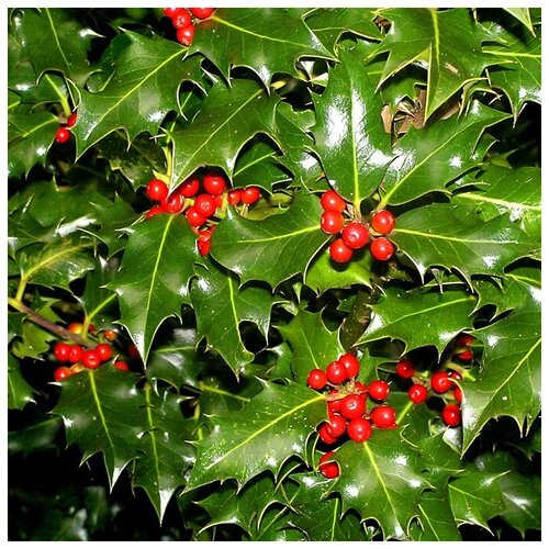   ,    (. Ilex aquifolium)  20   -     , -, 