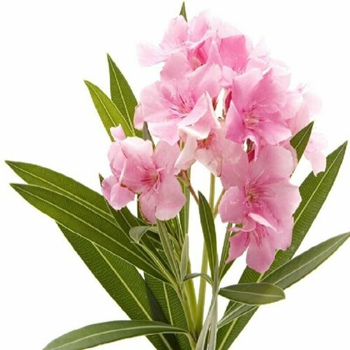 ���� ������� ������-�������, ������ ������ ������