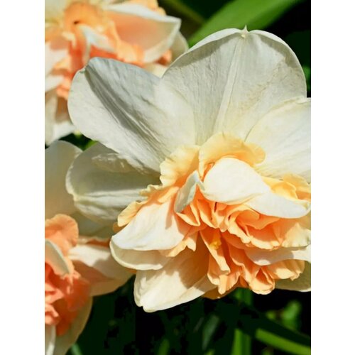 ���� �������� ������� �������� - 10 ��. ������ ������