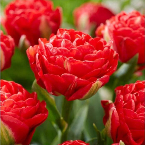 ���� �������� ������, Chipollino flowers, ������� PAMPLONA (5 �������) ������ ������