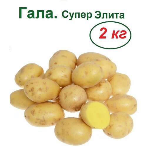 ���� �������� ��������� ����, ����� 2 ��, ������� ����, �������, �����������, ��������, ����� ����� ��������� ��������������� ������� �������� ������ ������