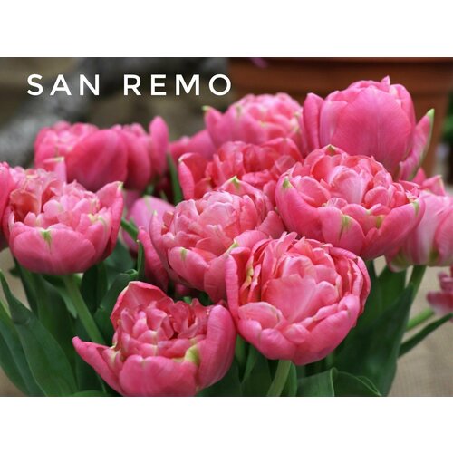 ���� �������� ����������� , �������� ���� SAN REMO (4 ��) ������ ������