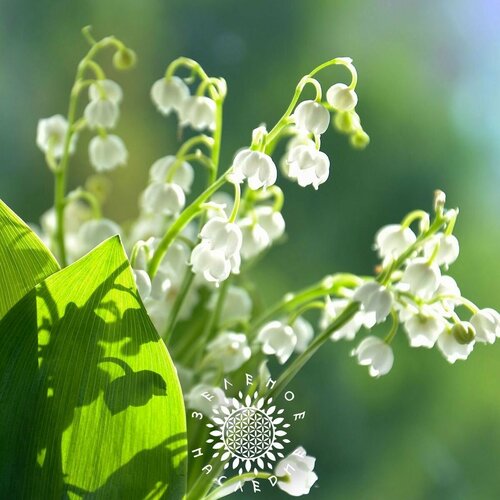     (. Convallaria majalis) 5   Green Legacy   -     , -, 