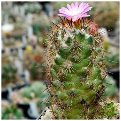      Coryphantha pusilliflora 10 .   -     , -, 