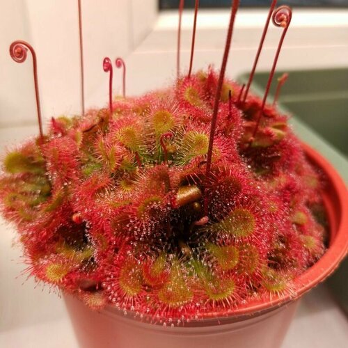 ���� ������ ��������� �������, Drosera Tokaiensis 10+ ��, ������ ��������, ��������� ��� ������ ������