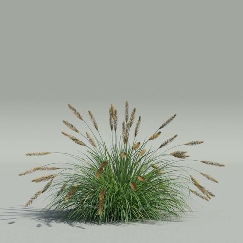   -  (. Pennisetum glaucum)  20   -     , -, 