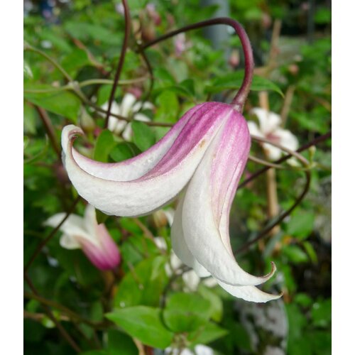 ���� ������ �������� ������������ (������) ���� 0,05 � 1 �������� ������ ������