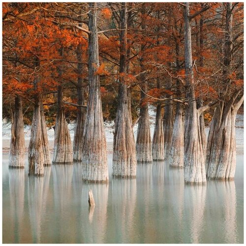    -   (. Taxodium distichum)  20   -     , -, 