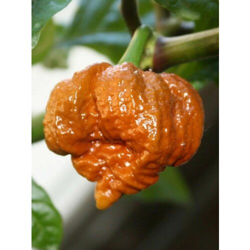     Trinidad scorpion moruga caramel (   ), 5    -     , -, 