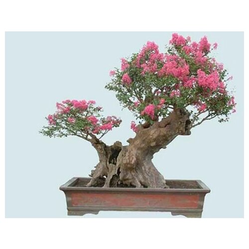 ���� ������������ ���������, ������ ������ ������ ������