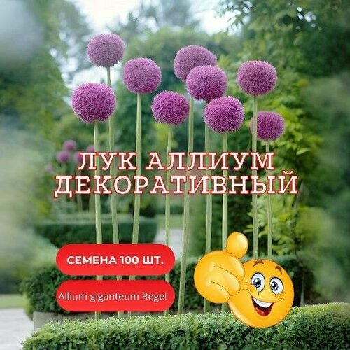 ���� ��� ������ ������������ ���������� ������ ����� ������ 100 �� ������ ������