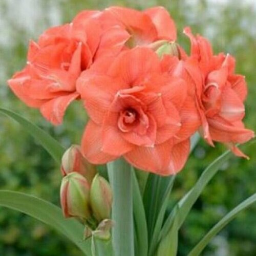 ���� ����������� ������, Hippeastrum Benito, ������ ������ ������