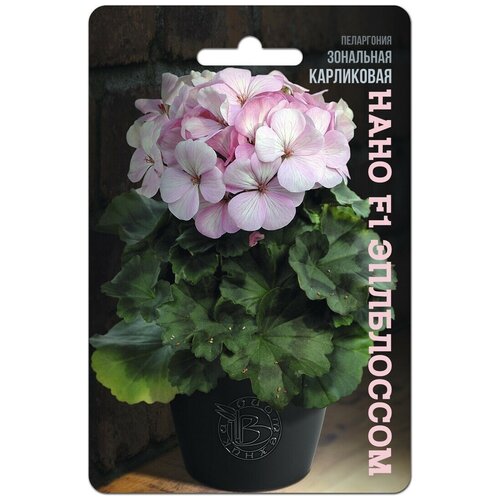 ���� ������ ���������� ��������� ���������� 