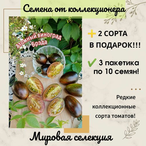 ���� ����� ������� �������� �����, ������� ��������, ����������������, ����������� ������ ������