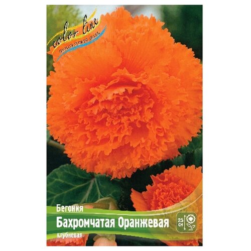 купить Бегония Fimbriata Orange (1 шт.) онлайн магазин - доставка и заказ по Москве, Санкт-Петербургу, России и СНГ