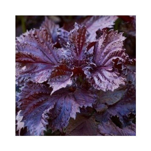 ���� ������ ������ ������� ������� ������� 50 ��. ������ ������