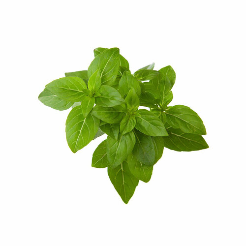  Click And Grow   Click And Grow Dwarf Basil Plant Pods 3 .    Click And Grow     -     , -, 