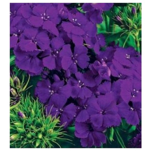 ���� ������ ����� �������� �������� ���������� ���� 0.25 � ������ ������