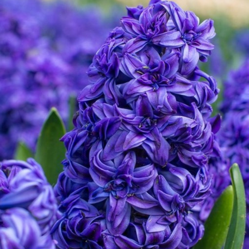 ���� ������� MANHATTAN (2 ��������) ������ ������