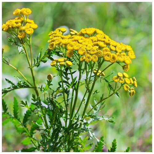    (. Tanacetum vulgare)  500    -     , -, 