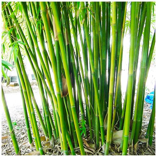 ���� ������ ��������� ������ ���� �����, 20 �� ������ ������