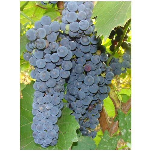     (Vitis amurensis), 15    -     , -, 