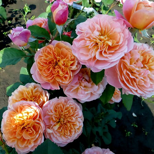 ���� ���� ��������� ������������� 2�� ������ ������