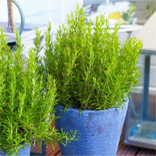 ���� �������� ������������� ��������, ������, 20 �� ������ ������