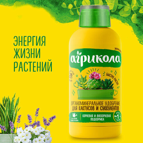 ���� ��������� �������� 