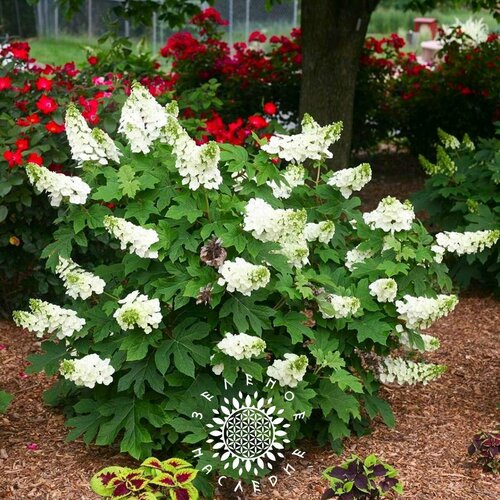     (. Hydrangea quercifolia) 25    -     , -, 