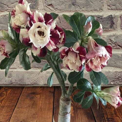 ���� ������� Nhu lan, ��� ���, ������ ������ ������